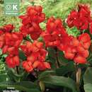 Canna indica Happy Carmen - Indisches Blumenrohr