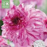 Dahlia Hybr.Richards Fortune - Anemoneblütige Dahlie