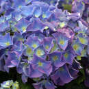 Hydrangea macrophylla 'Bodensee' - Gartenhortensie