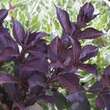 Weigela florida 'Alexandra': Bild 2/4