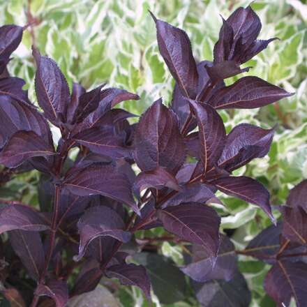 Rotblättrige Weigelie Weigela florida 'Alexandra' rosa