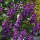 Bio obstbäume kaufen