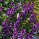 Syringa vulgaris 'Andenken an Ludwig Späth' - Edelflieder - einfachblühend