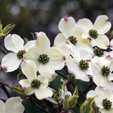 Cornus florida 'Daybreak' - Amerikanischer Blumenhartriegel