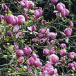 Magnolia soulangeana 'Lennei': Bild 4/6