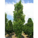 Morus alba 'Pyramidalis' - Pyramiden-Maulbeerbaum