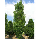 Morus alba 'Pyramidalis' - Pyramiden-Maulbeerbaum