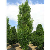 Morus alba 'Pyramidalis' - Pyramiden-Maulbeerbaum