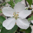 Malus domestica 'Rebella' - Herbstapfel, IX-XI