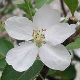 Malus domestica 'Rebella' - Herbstapfel, IX-XI