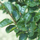 Fagus sylvatica 'Rotundifolia' - Rundblättrige Buche