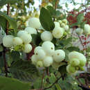 Symphoricarpos doorenbosii 'White Hedge' - Schneebeere