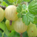 Stachelbeere - grün - Ribes uva-crispa 'Hinnonmäki Grün'