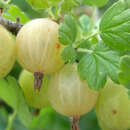 Ribes uva-crispa 'Hinnonmäki Grün' - Stachelbeere - grün