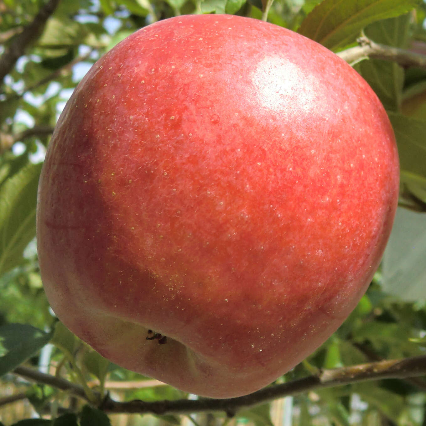 Herbstapfal - Malus domestica 'Retina' - weiß