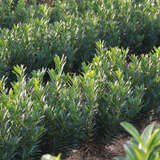 Prunus laurocerasus 'Gajo' - Kirschlorbeer