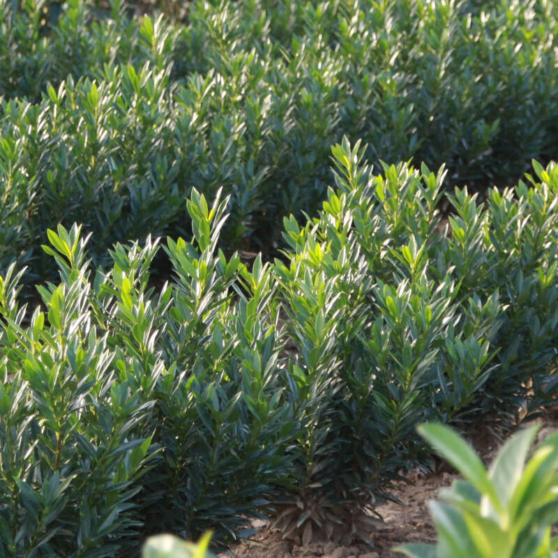 Kirschlorbeer - Prunus laurocerasus 'Gajo' in Baumschulqualitt aus  sterreich kaufen