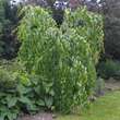 Cercidiphyllum japonicum 'Pendulum': Bild 3/5