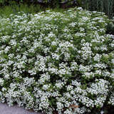 Spiraea decumbens - Kriech-Spierstrauch