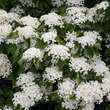 Viburnum 'Huron': Bild 1/6