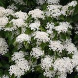 Viburnum 'Huron' - Zwerg-Schneeball