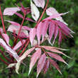 Toona sinensis 'Flamingo': Bild 1/7