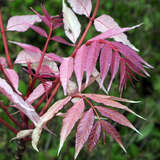 Toona sinensis 'Flamingo' - Rosa Surenbaum