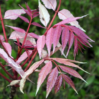 Toona sinensis 'Flamingo'
