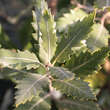 Quercus hispanica 'Fulhamensis': Bild 1/1