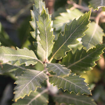 Quercus hispanica 'Fulhamensis'
