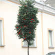 Sorbus aucuparia 'Fastigiata': Bild 1/3