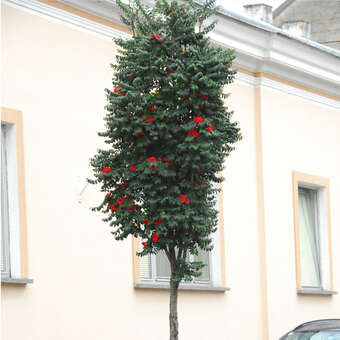 Sorbus aucuparia 'Fastigiata'