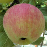 Malus domestica 'Rewena' - Winterapfel, XI-I