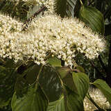 Cornus controversa 'Pagoda' - Etagenhartriegel