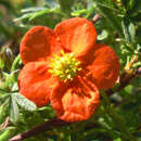 Potentilla fruticosa 'Red Ace' - Fünffingerstrauch