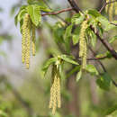 Ostrya carpinifolia - Hopfenbuche