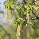 Ostrya carpinifolia - Hopfenbuche