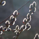 Salix caprea mas - Riesen-Kätzchenweide