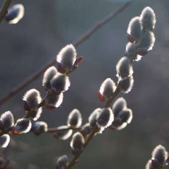 Riesen-Kätzchenweide - Salix caprea mas