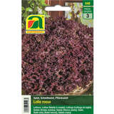 Schnittsalat "Lollo Rossa" - Schnittsalat "Lollo Rossa"