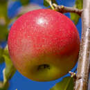 Malus domestica 'Jonagold' - Winterapfel, X-III