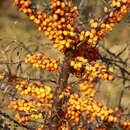 Frucht-Sanddorn - Hippophae rhamnoides 'Orange Energy'