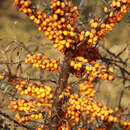 FruchtSanddorn Hippophae rhamnoides 'Leikora'