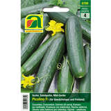 Gurke "Picolino F1" - Gurke "Picolino F1"