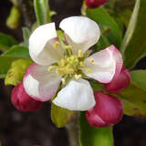 Malus 'Pom zai' - Zwerg-Zierapfel