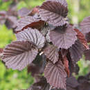 Corylus avellana 'Anny's Red Dwarf' - Zwerg-Bluthasel