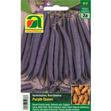 Buschbohne "Purple Queen" - Buschbohne "Purple Queen"
