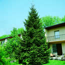 Picea abies - Heimische Fichte