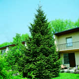 Picea abies - Heimische Fichte