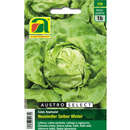 Kopfsalat "Neusiedler Gelber Winter" - Kopfsalat "Neusiedler Gelber Winter"